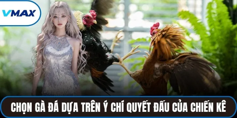 Cách chọn gà đá cựa sắt hay dựa trên ý chí quyết đấu của chiến kê