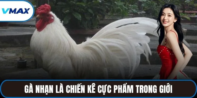 Gà Nhạn là chiến kê cực phẩm trong giới