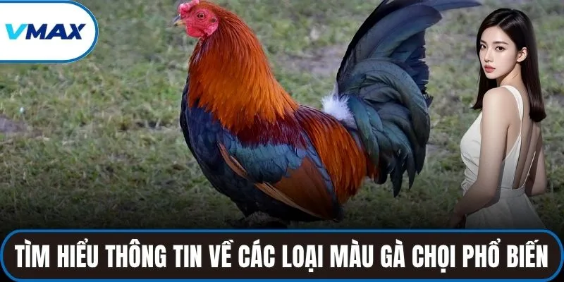 Tìm hiểu thông tin về các loại màu gà chọi phổ biến