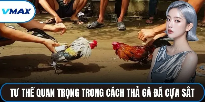 Tư thế quan trọng trong cách thả gà đá cựa sắt